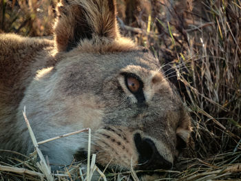 Close-up of lion in the field