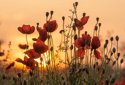 Close-up of red poppy flowers on field against sky