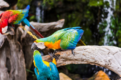 Close-up of blue parrot perching on wood