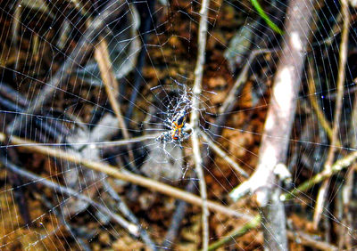 Close-up of spider on web