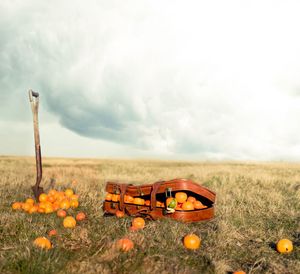 Oranges in suitcase on field against cloudy sky