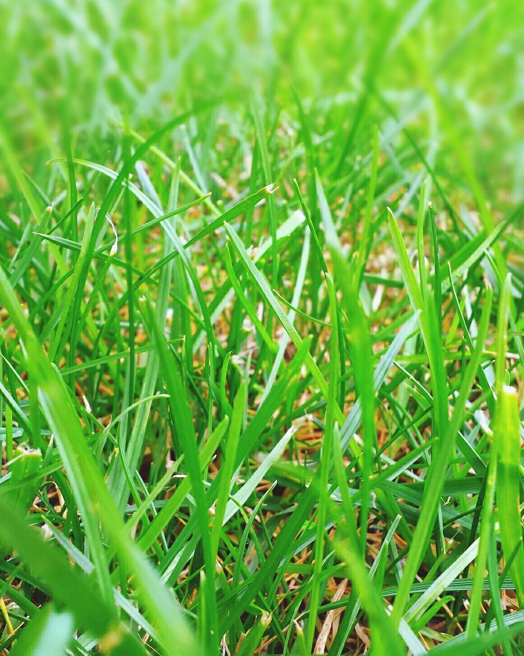grass, green color, growth, field, grassy, blade of grass, nature, beauty in nature, green, plant, close-up, tranquility, selective focus, freshness, day, outdoors, backgrounds, no people, lush foliage, full frame