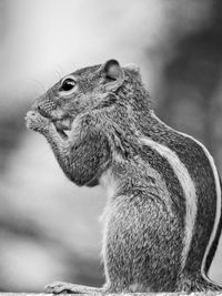 Close-up of squirrel on rock