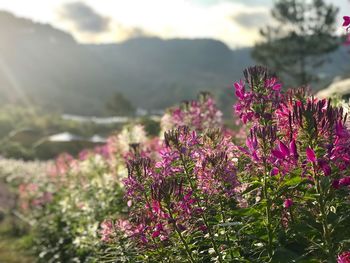 Close-up of pink flowering plants on field