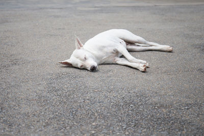 Dog on road