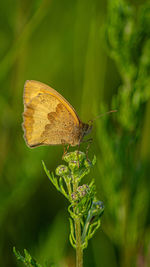 British butterfly gatekeeper hedge brown on wild flower orange black red low close up nature texture