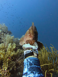 View of fish swimming in sea