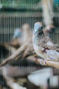 Close-up of bird perching in cage