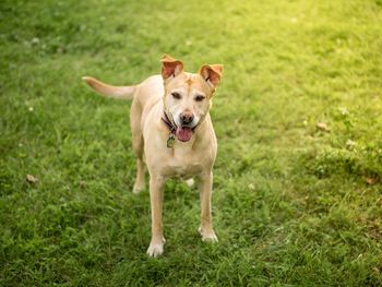 Portrait of dog sticking out tongue on grass