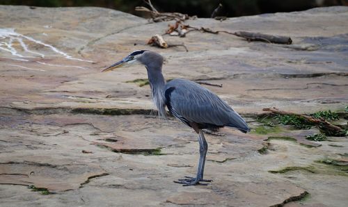 High angle view of gray heron perching on street