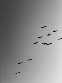 Low angle view of birds flying in sky