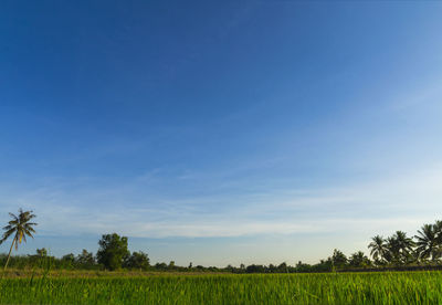 Scenic view of agricultural field against blue sky