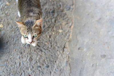 Portrait of cat