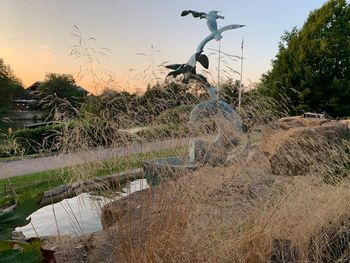 Bird flying over land against sky during sunset
