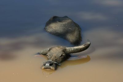 High angle view of water buffalo in lake