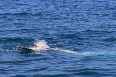 View of whale swimming in sea