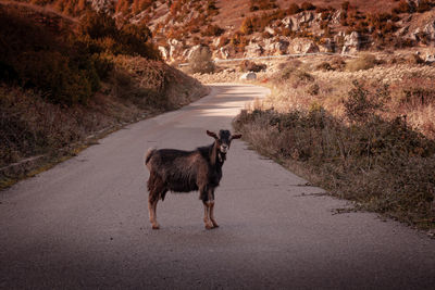 Dog standing on road in city