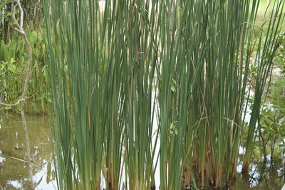 plant