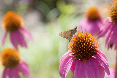 Butterfly on purple coneflower