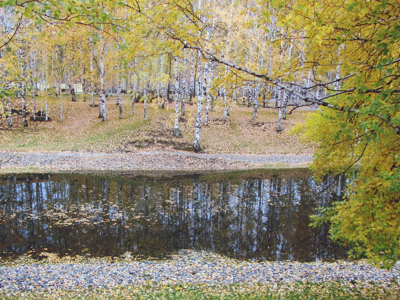 water, tree, tranquility, beauty in nature, reflection, tranquil scene, nature, lake, scenics, growth, pond, forest, plant, branch, day, idyllic, river, outdoors, waterfront, non-urban scene