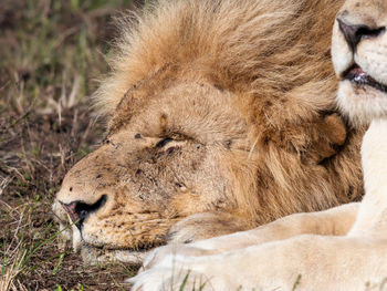 A close-up of a male lion lying next to a white lioness