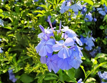 Close-up of purple flowering plant