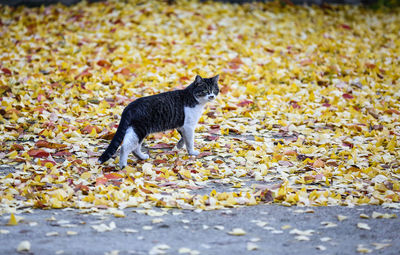 Side view of a cat on ground during autumn