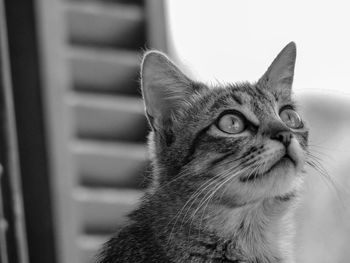 Close-up of a cat looking away