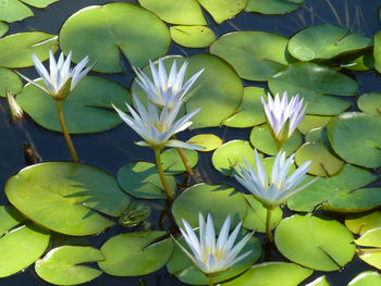 Close-up of water lily blooming on plant