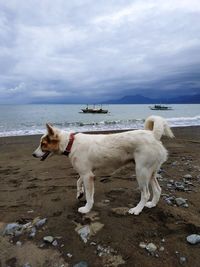 View of dog on beach