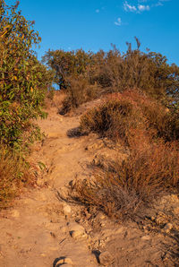 Plants growing on land against sky