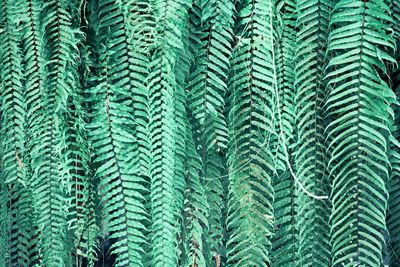 Full frame shot of fern leaves