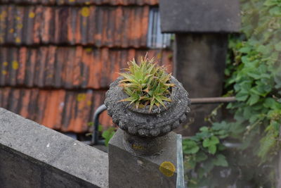 Close-up of potted plant against stone wall