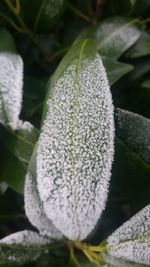 Close-up of white flower