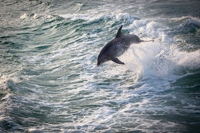 View of horse in the sea