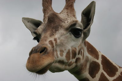 Close-up of giraffe