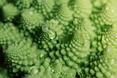 Romanesque broccoli macro - beautiful patterns. narrow depth of field