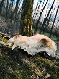 Close-up of animal skull on tree trunk