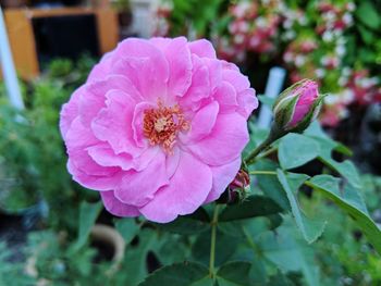 Close-up of pink flower