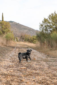 Dog running in a field