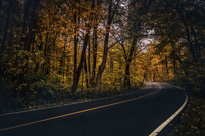Empty road amidst trees in forest