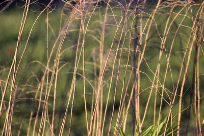 Full frame shot of plants growing on field