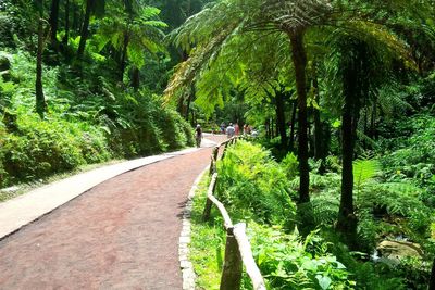 Trees and plants in park