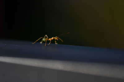 Close-up of spider