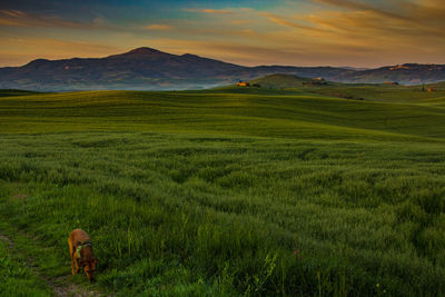 Dog on countryside landscape