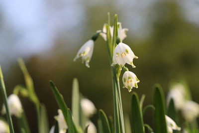 Close-up of white flowering plant on field