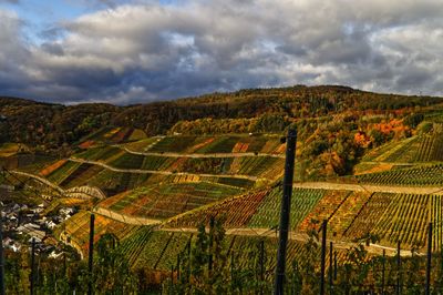 Scenic view of vineyard against sky