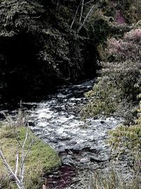 Stream flowing through rocks in forest