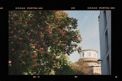 Trees and plants against building wall