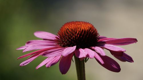 Close-up of pink flower